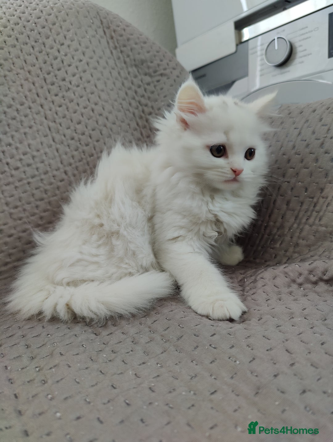 Mixed Breed cats for sale: Persian Mix kittens  - Advert 24