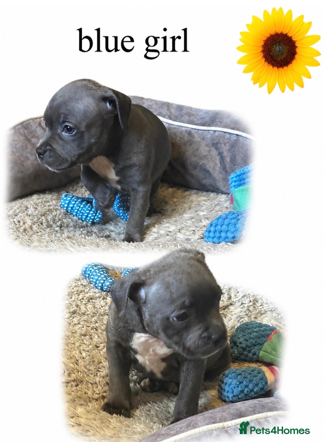 Staffordshire Bull Terrier dogs Blue & Brindle Litter – From Champion Bloodlines - Advert 2