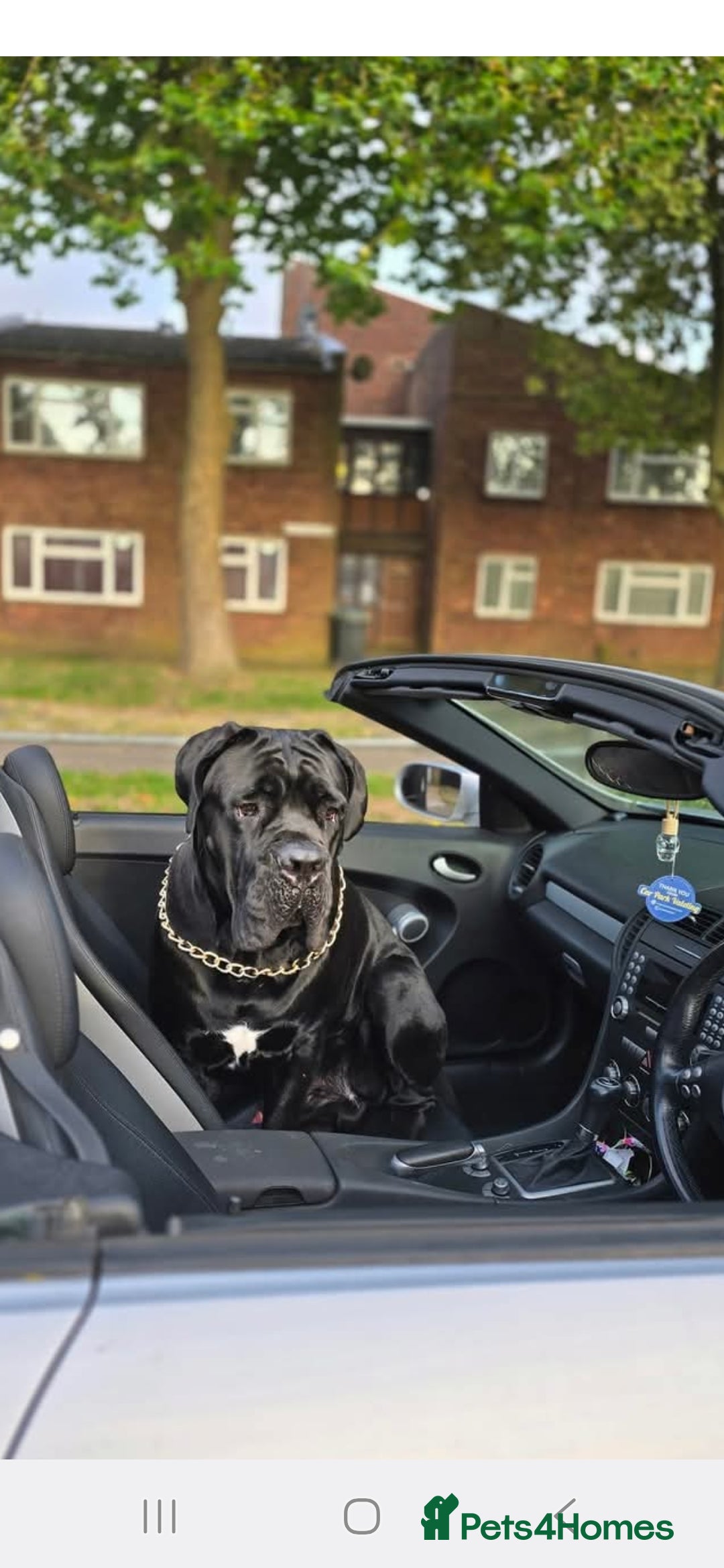 Cane Corso dogs Chunky cane corso pups 2 females left - Advert 2