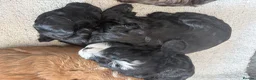Cockapoo dogs for sale: Gorgeous Cockapoo puppies F1b’s - Advert 7