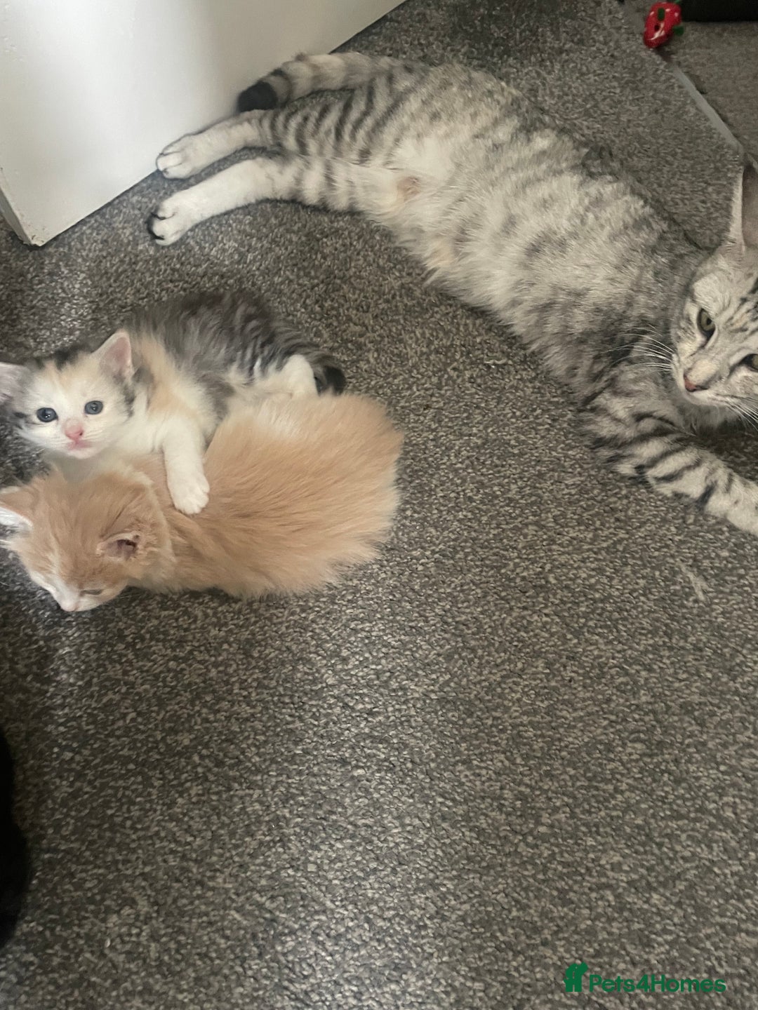 Mixed Breed cats for sale: 3 gorgeous kittens 2 long hair 1 short  - Image 9