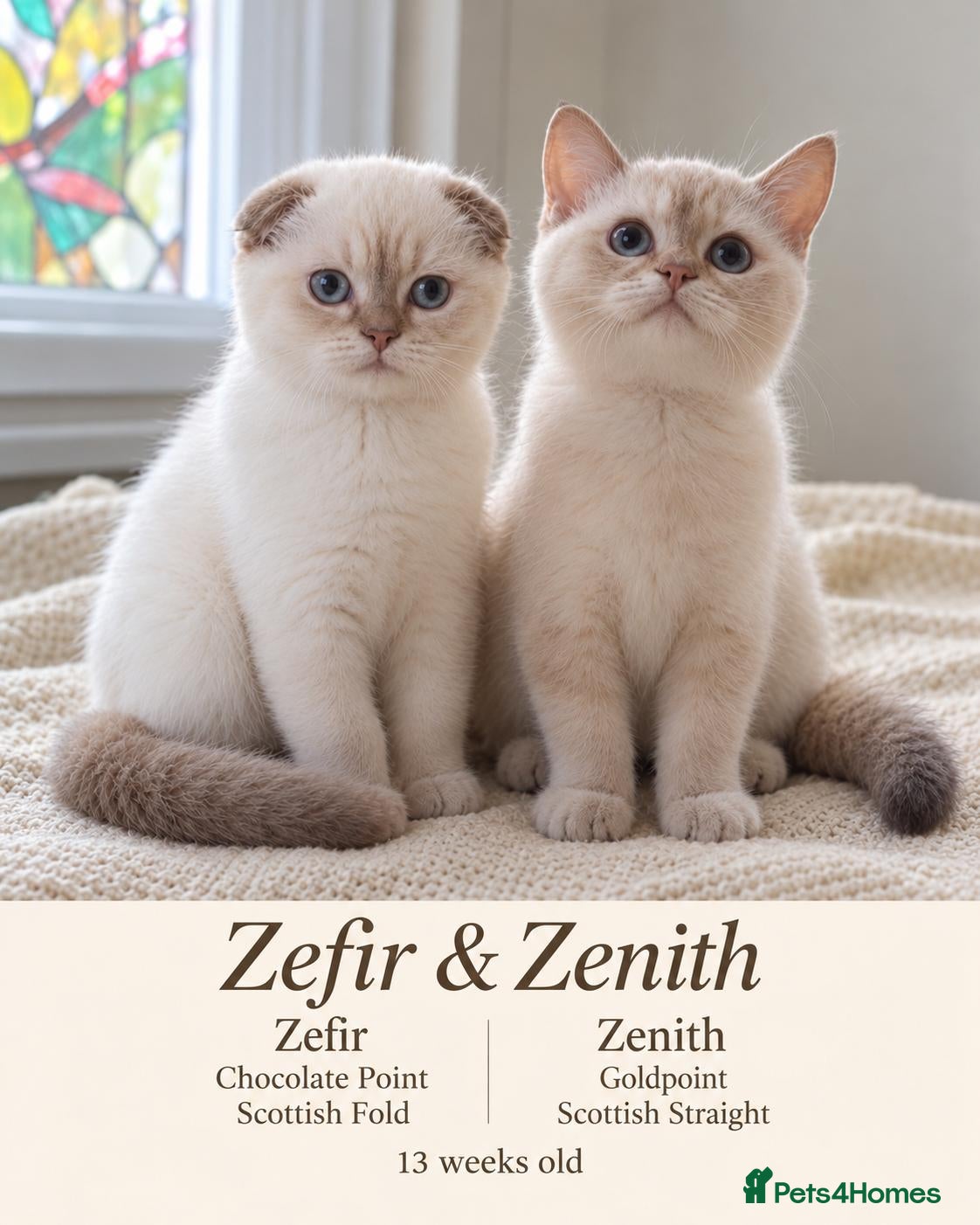 Scottish Fold cats for sale: Beautiful Scottish Boys Looking for Loving Homes - Advert 1