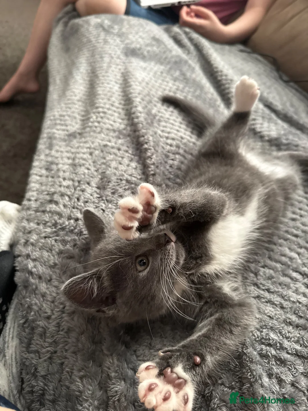 British Shorthair cats for sale: Gorgeous grey and white kitten for sale - Advert 2