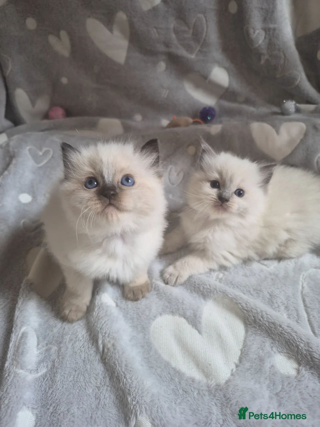 Ragdoll cats for sale: Ragdoll type kittens  in Hull - Advert 1