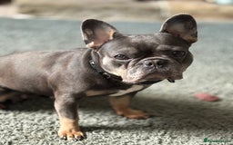 French Bulldog dogs for sale: Winnie our French bull dog  - Image 1