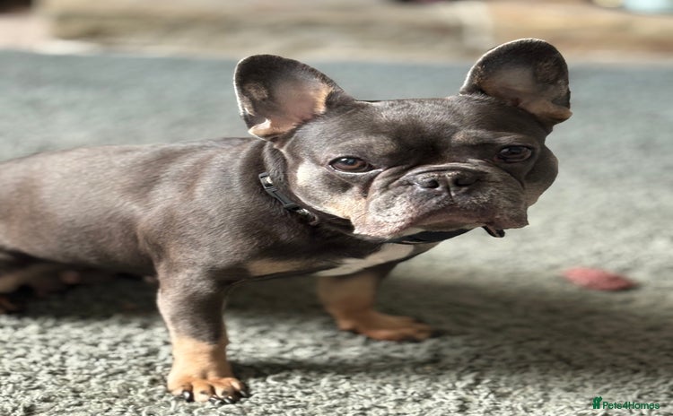French Bulldog dogs - Advert 3