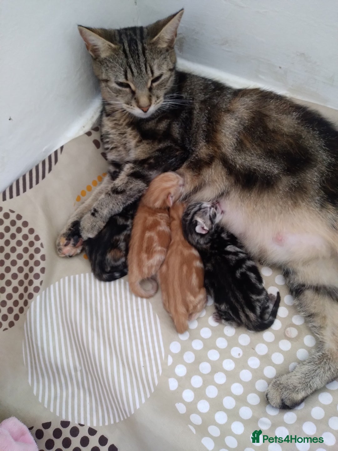 Exotic cats for sale:  3 Kittens - Image 2