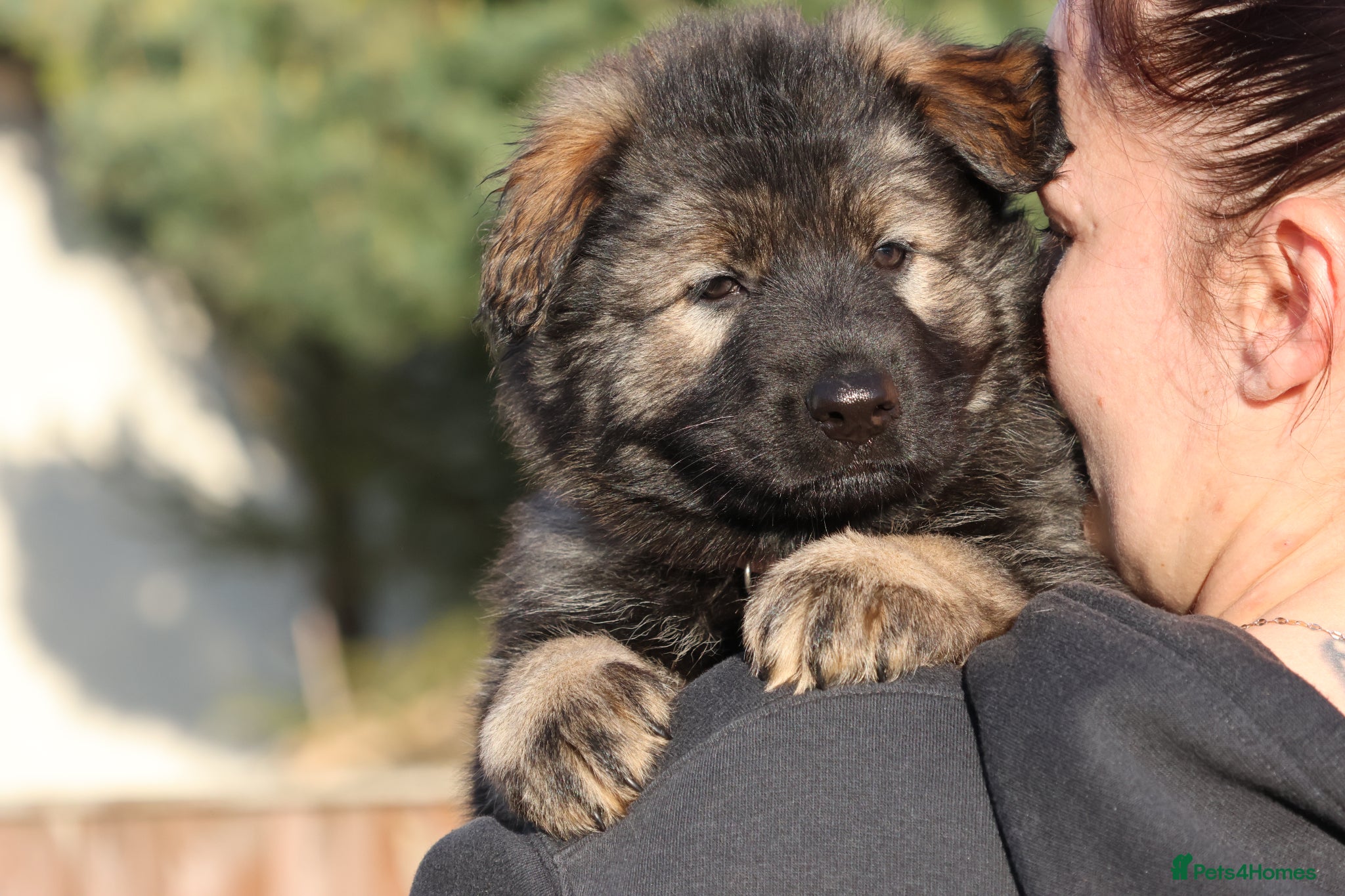 German Shepherd dogs German shepherd puppies working line - Advert 1