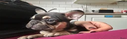 French Bulldog dogs for sale: Last two females left ready now - Advert 7