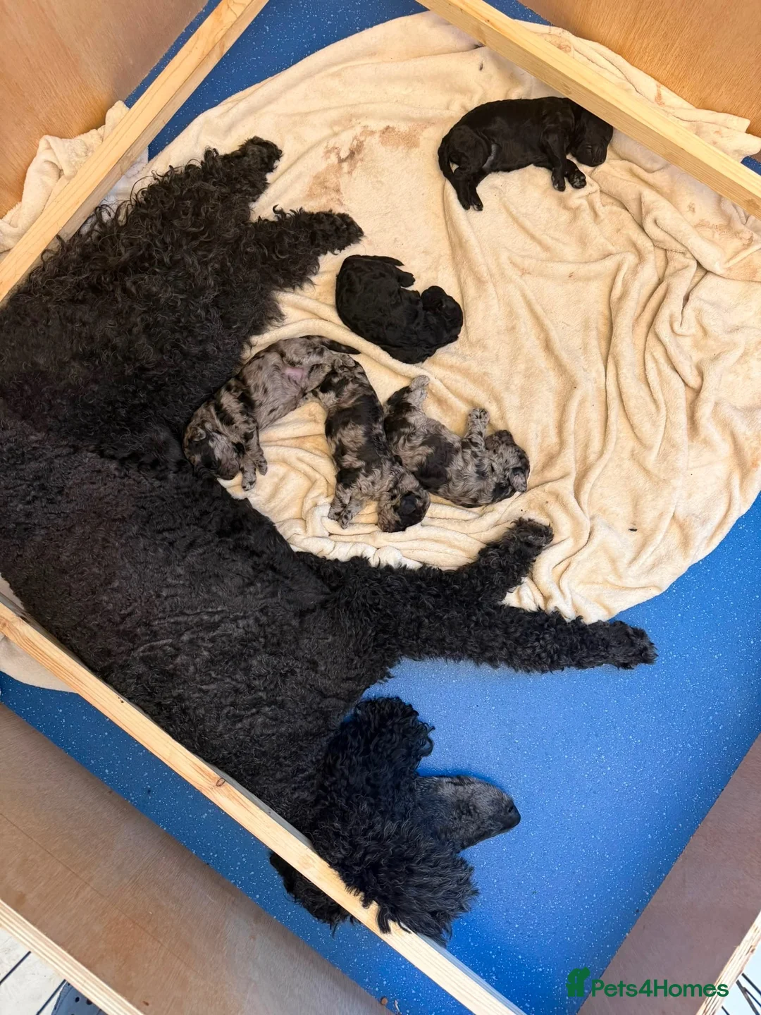 Standard Poodle dogs for sale: Afterglow standard poodles! in Cardiff - Advert 2