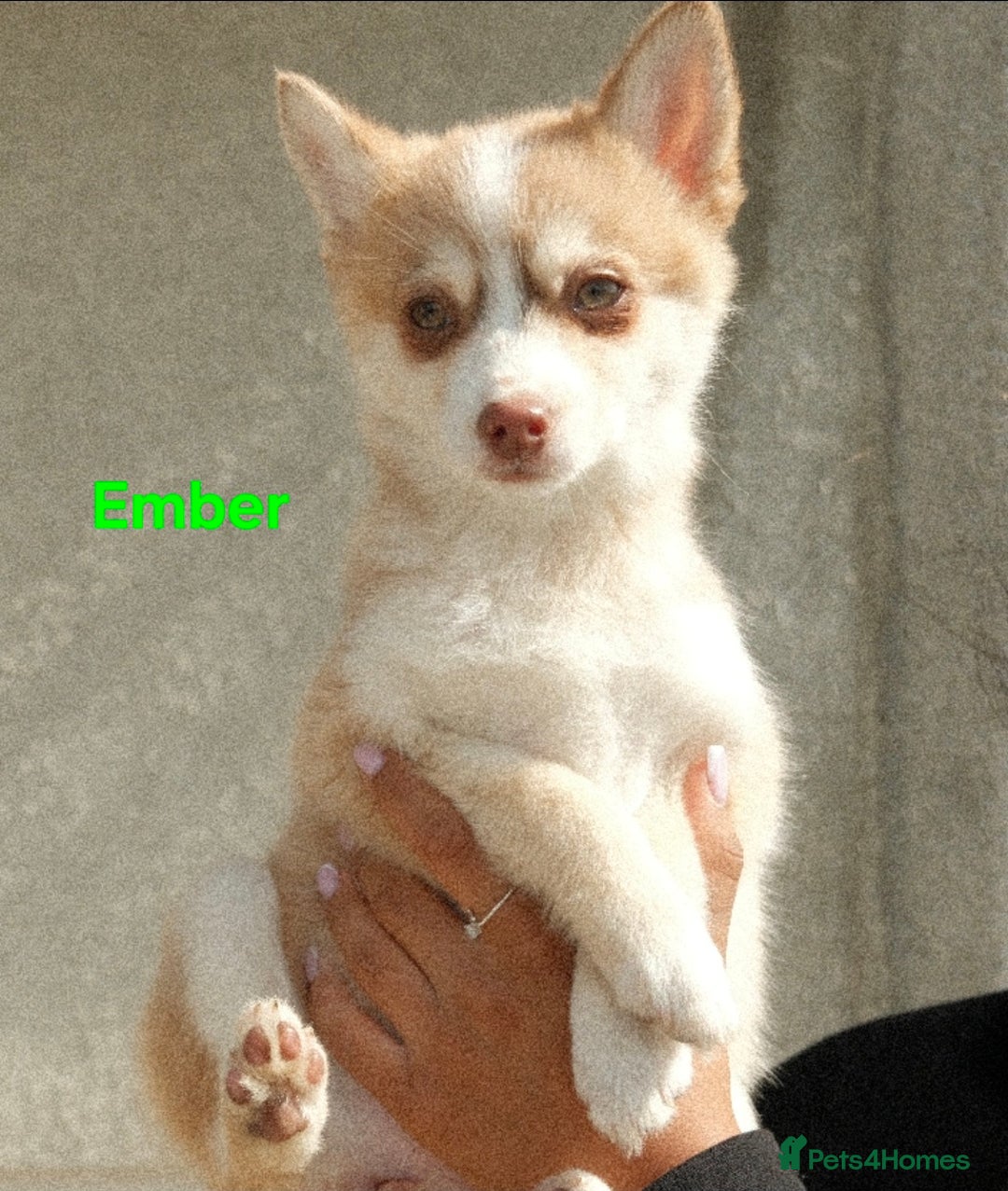 Pomsky dogs for sale: Fully vaccinated, 3 F4 Pomskies. Well socialised. - Image 3
