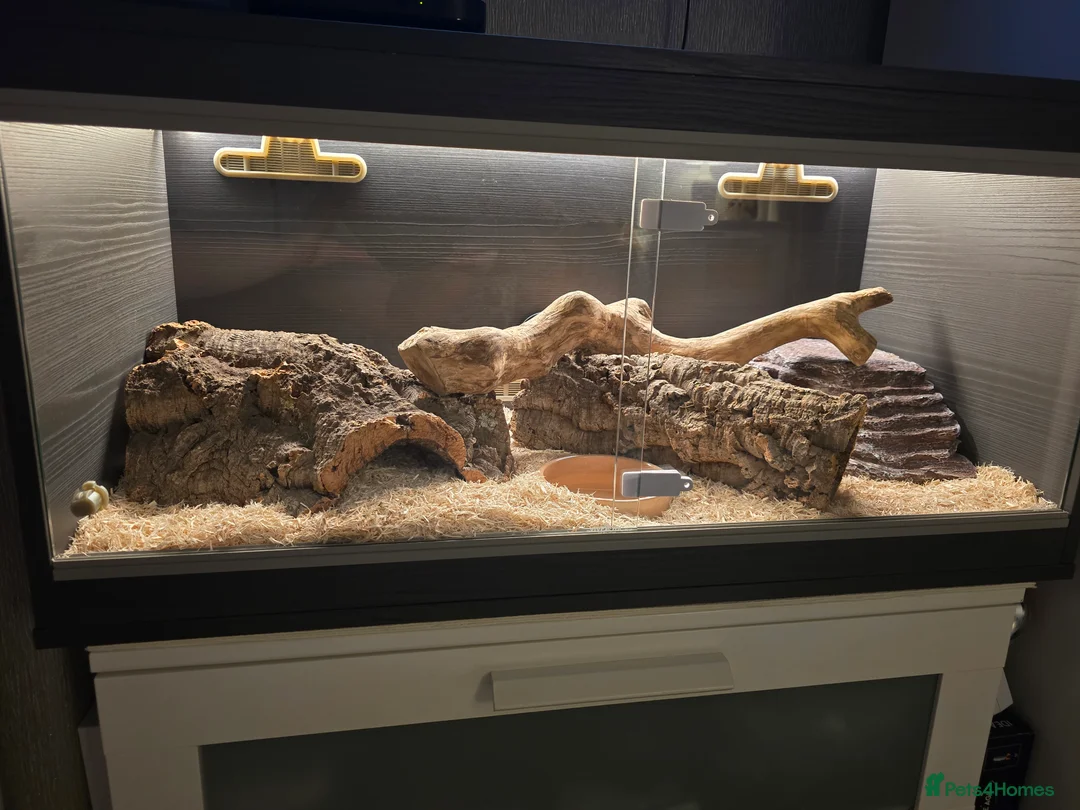 Corn Snake reptiles for sale: Corn Snake & Full set up (Female approx 4 y) - Advert 4