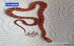 Corn Snake reptiles for sale: Scaleless bloodred pied sided - Image 5