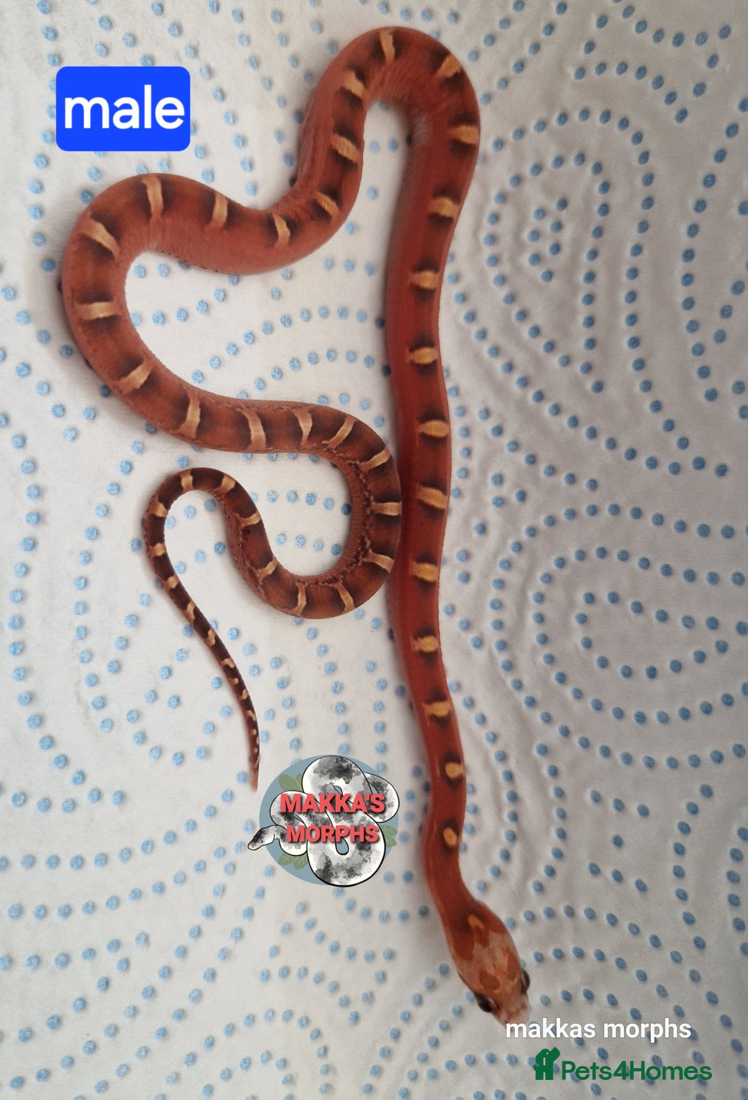 Corn Snake reptiles for sale: Scaleless bloodred pied sided - Image 5