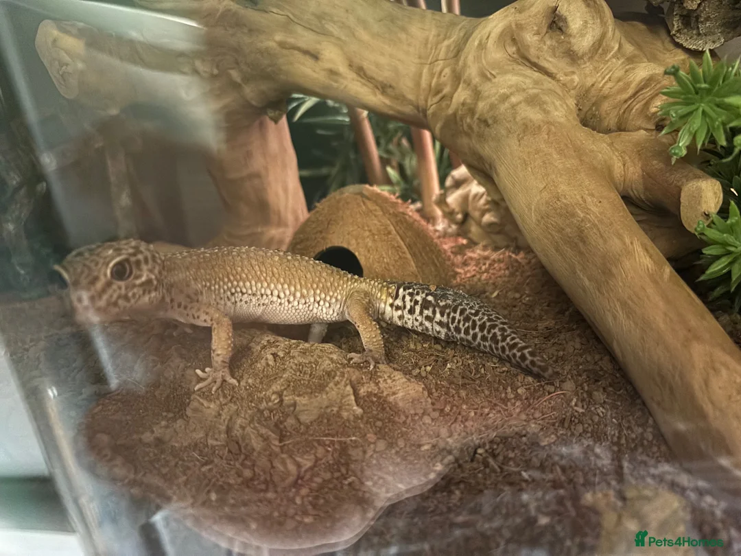 Leopard Gecko reptiles for sale: Stumpy and cocoa - Advert 5