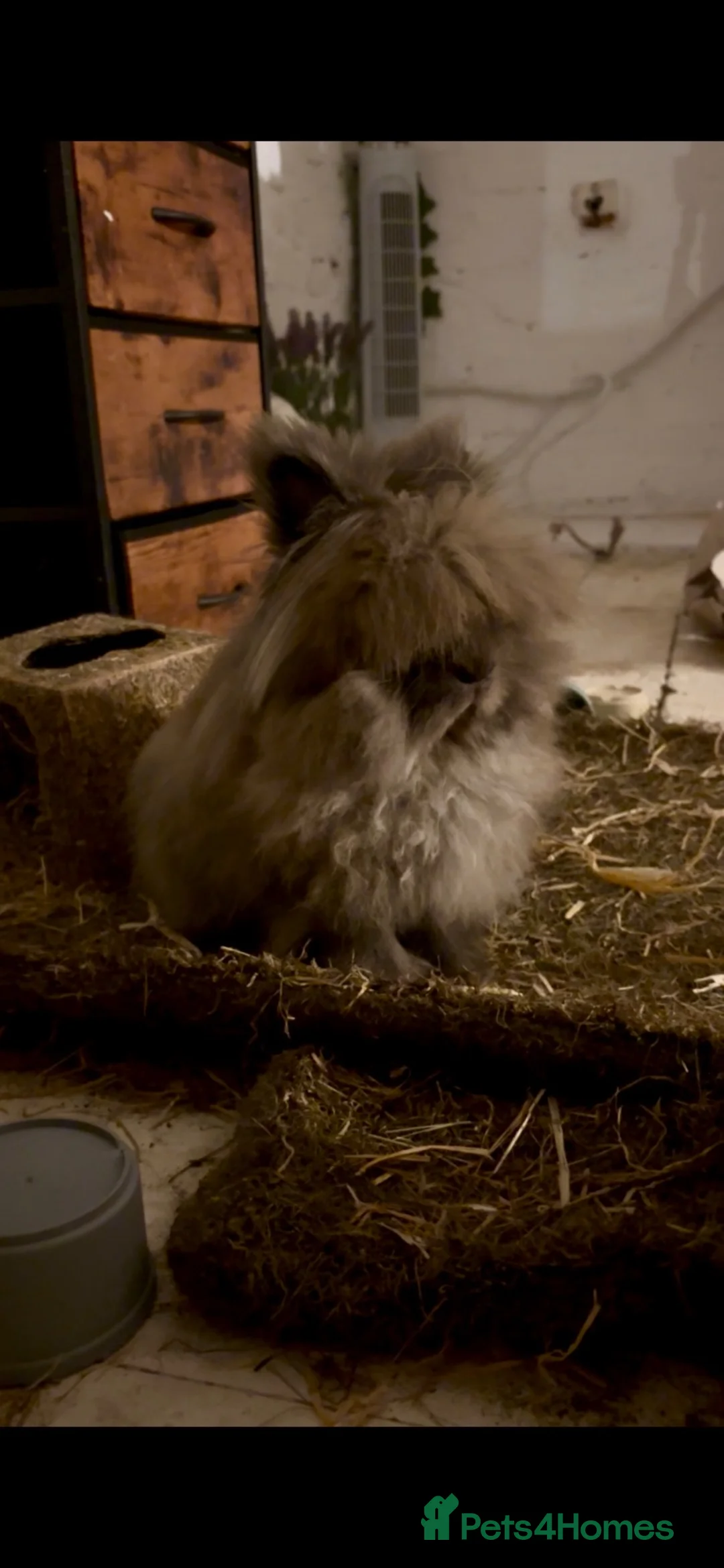 Lionhead rabbits for sale: Lion head rabbit  - Advert 1