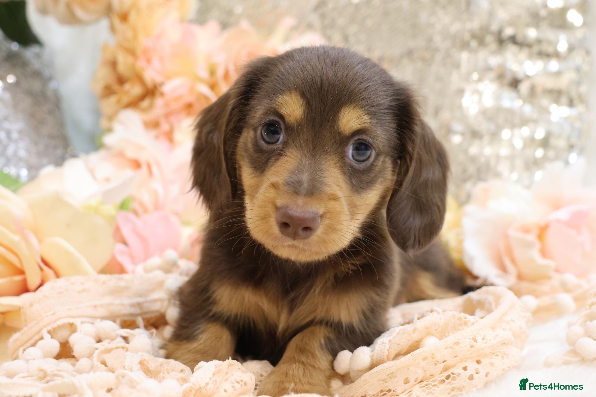 Miniature Dachshund dogs KC Longhair Miniature Dachshunds - Advert 1