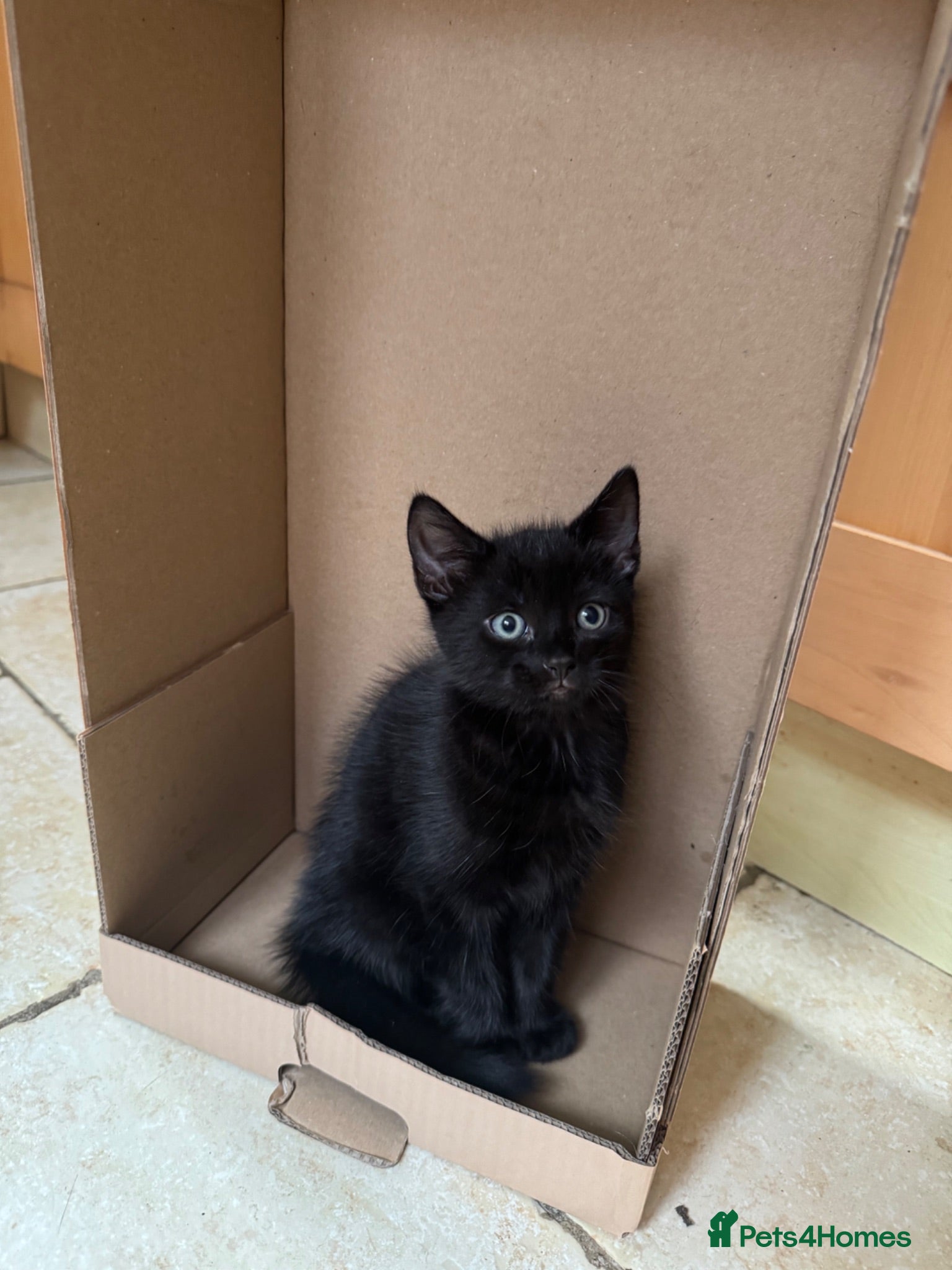 Mixed Breed cats All black kittens  - Advert 3