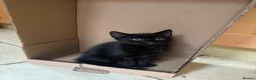 Mixed Breed cats for sale: All black kittens  in Wrexham - Advert 1