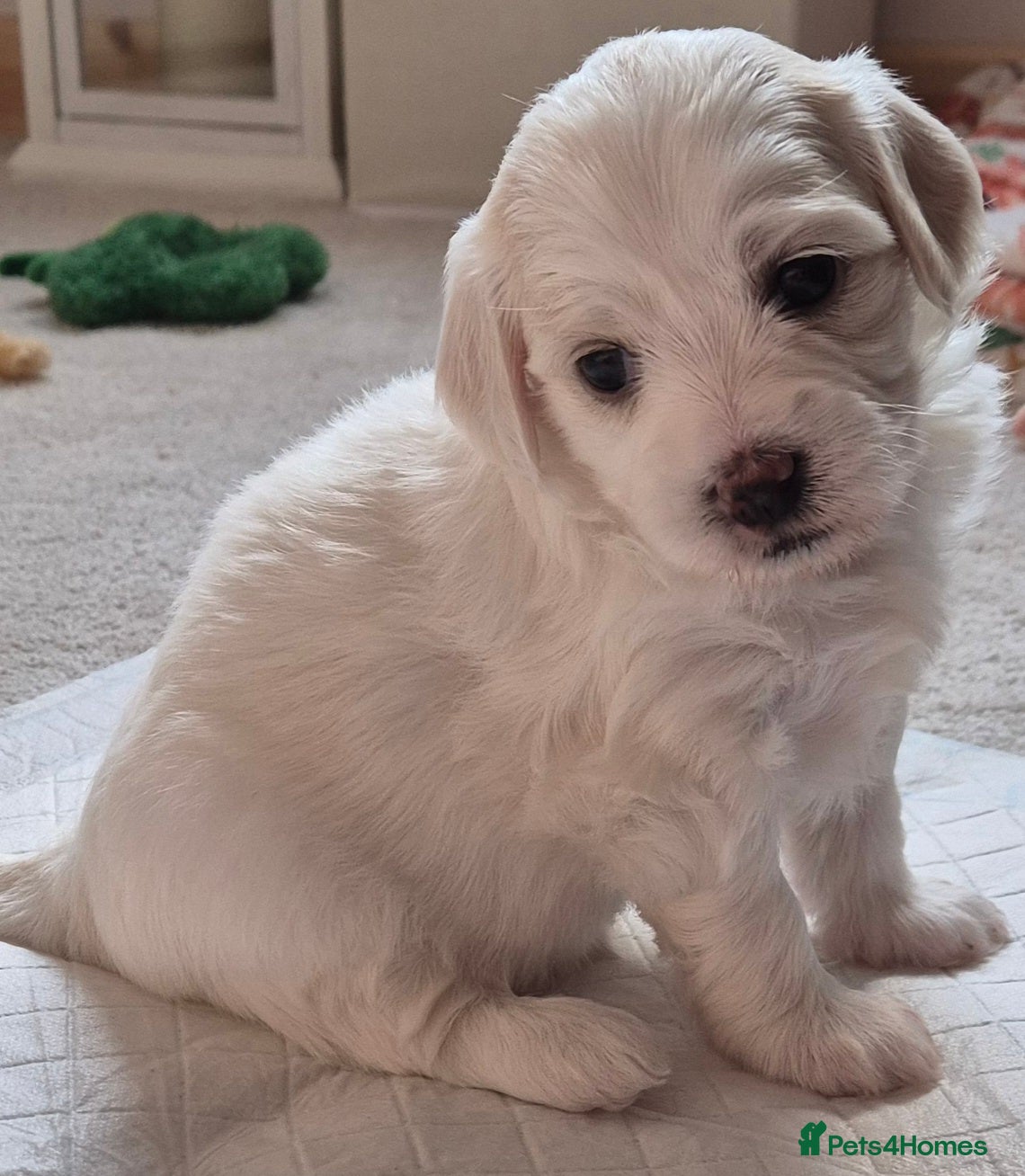 Mixed Breed dogs Maltipoo-chon - Advert 1