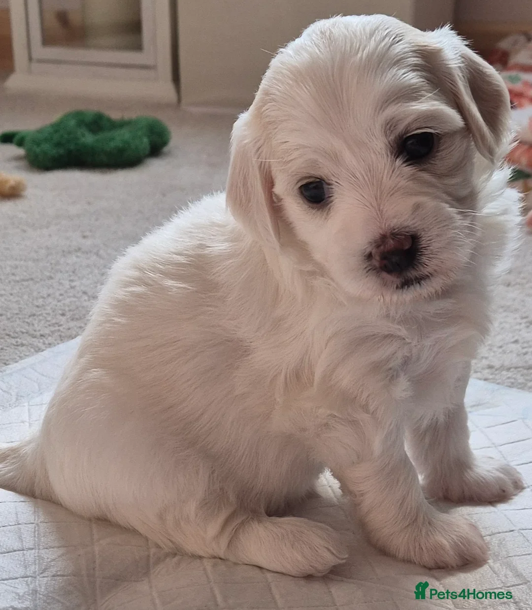 Mixed Breed dogs for sale: Maltipoo-chon - Advert 1
