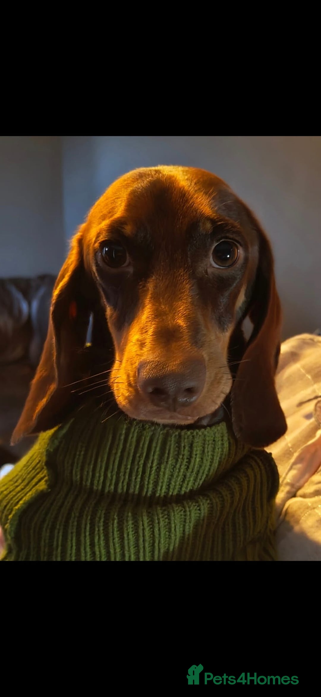 Dachshund dogs for sale: *Beautiful girl ready for her new home * - Image 5