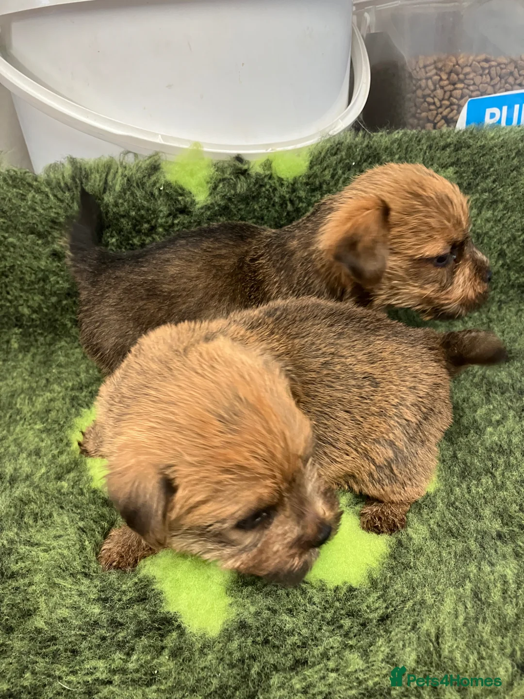 Norfolk Terrier dogs for sale: K.C.registered Norfolk terriers  - Advert 2