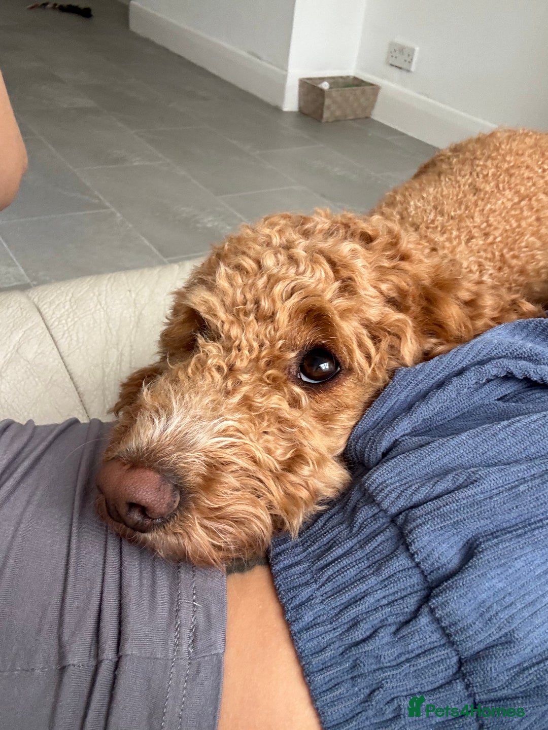 Cockapoo dogs for sale: Beautiful 3 year old female cockapoo - Image 6