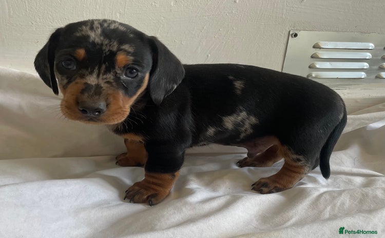 Miniature Dachshund dogs - Advert 1
