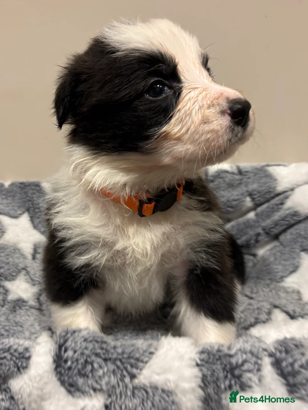 Border Collie dogs for sale: ⭐️ Border Collie Puppies ⭐️ - Advert 9