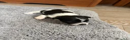 Jack Chi dogs for sale: 6 Adorable Puppies for Sale-4 Black, 2 Blac &White in Stourport-on-Severn - Advert 16