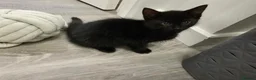 Mixed Breed cats for sale: Black boys - Advert 3