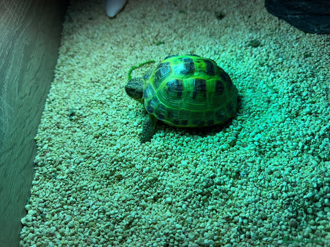Tortoise reptiles for sale: Horsefield tortoise - Advert 4