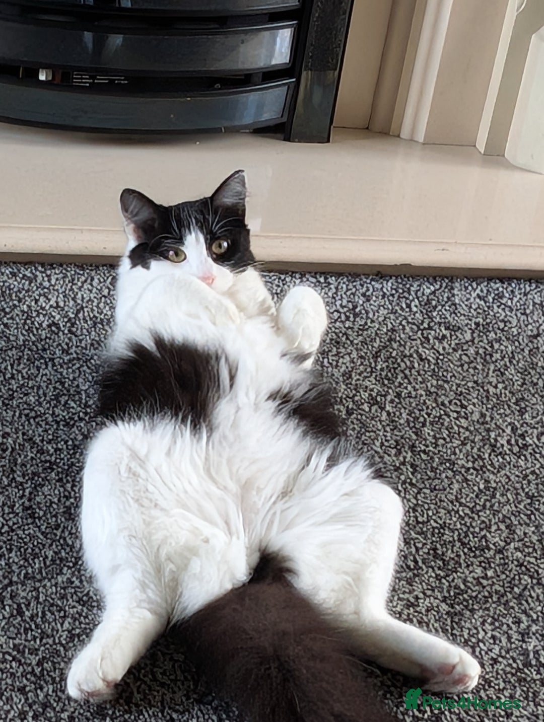 Maine Coon cats for sale: Maine coon kitten x for sale  - Advert 2