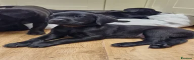 Labrador male brown colar