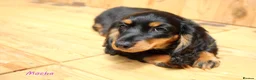 Miniature Dachshund dogs for sale: 🌟Dapple & Black Tan PRA Clear KC reg – June 26🌟 - Advert 10