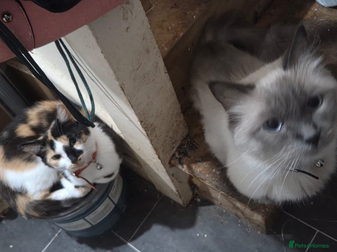 Ragdoll cats for sale: Part ragdoll kittens - Image 2