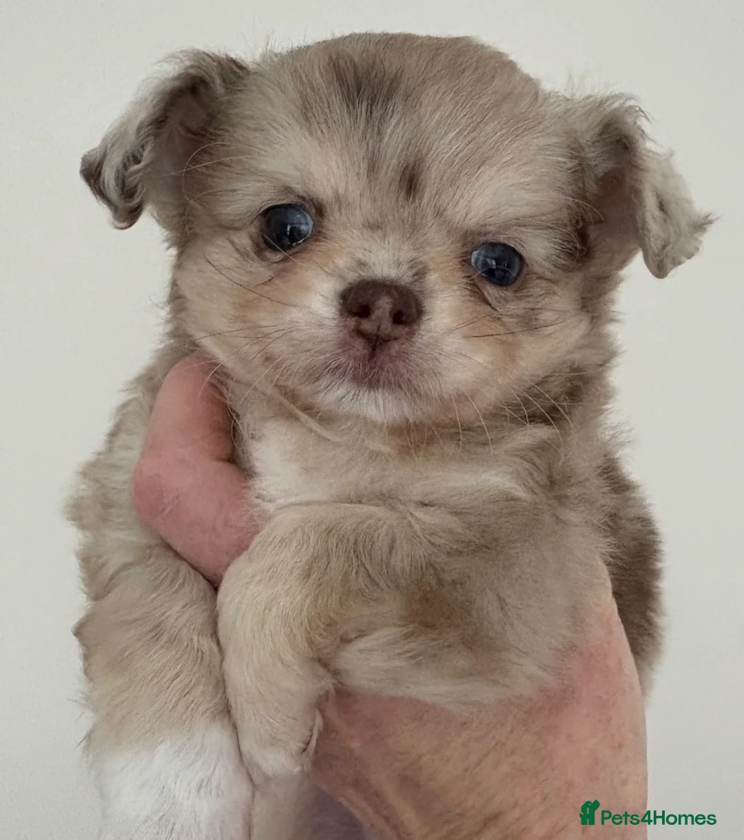 Chihuahua dogs for sale: Merle chihuahua boy  - Advert 6