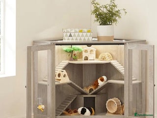 Guinea Pig rodents - Advert 33