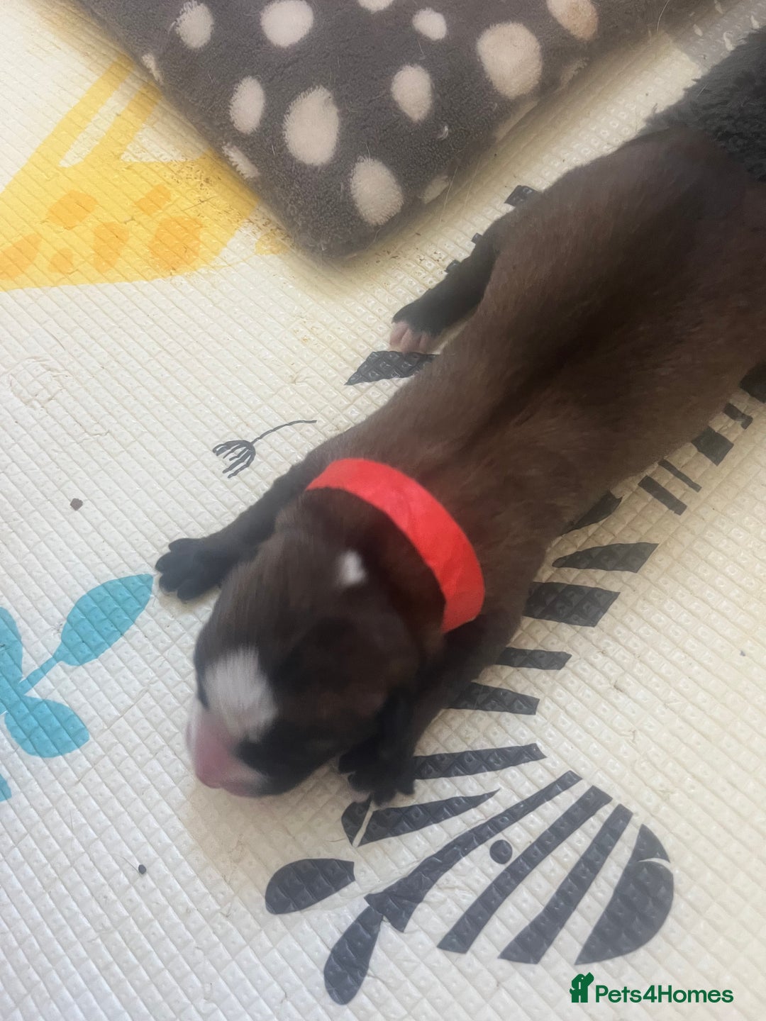 Mixed Breed dogs for sale: Husky/staffi/labrador  - Image 14