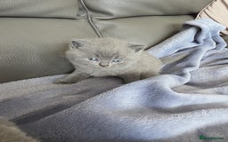 British Shorthair cats for sale: British blue shorthair kittens  - Image 4