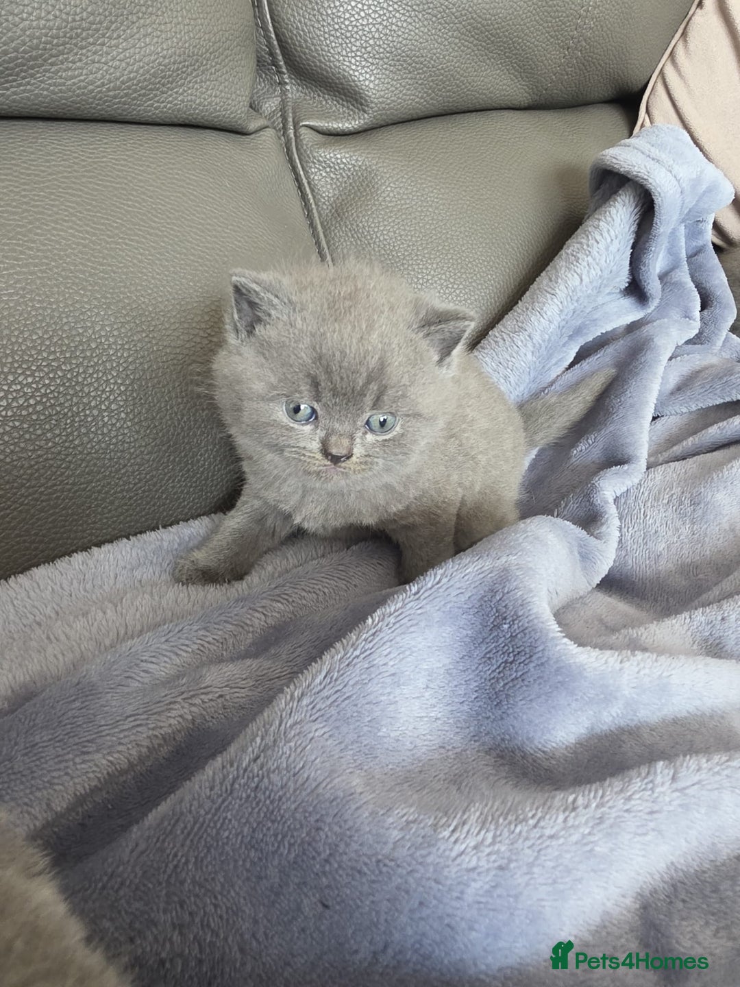 British Shorthair cats for sale: British blue shorthair kittens  - Image 4