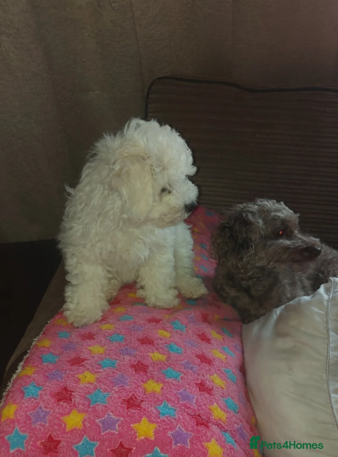Bichon Frise dogs for sale: Beautiful Puppy bichon Frisé Needs a good home - Advert 2