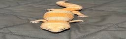 Gecko reptiles for sale: Fat Tailed Gecko - Advert 4