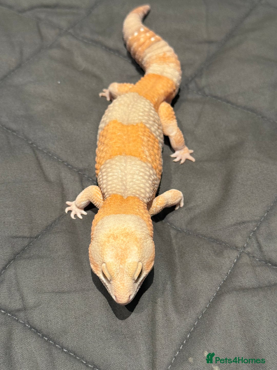 Gecko reptiles for sale: Fat Tailed Gecko - Advert 4