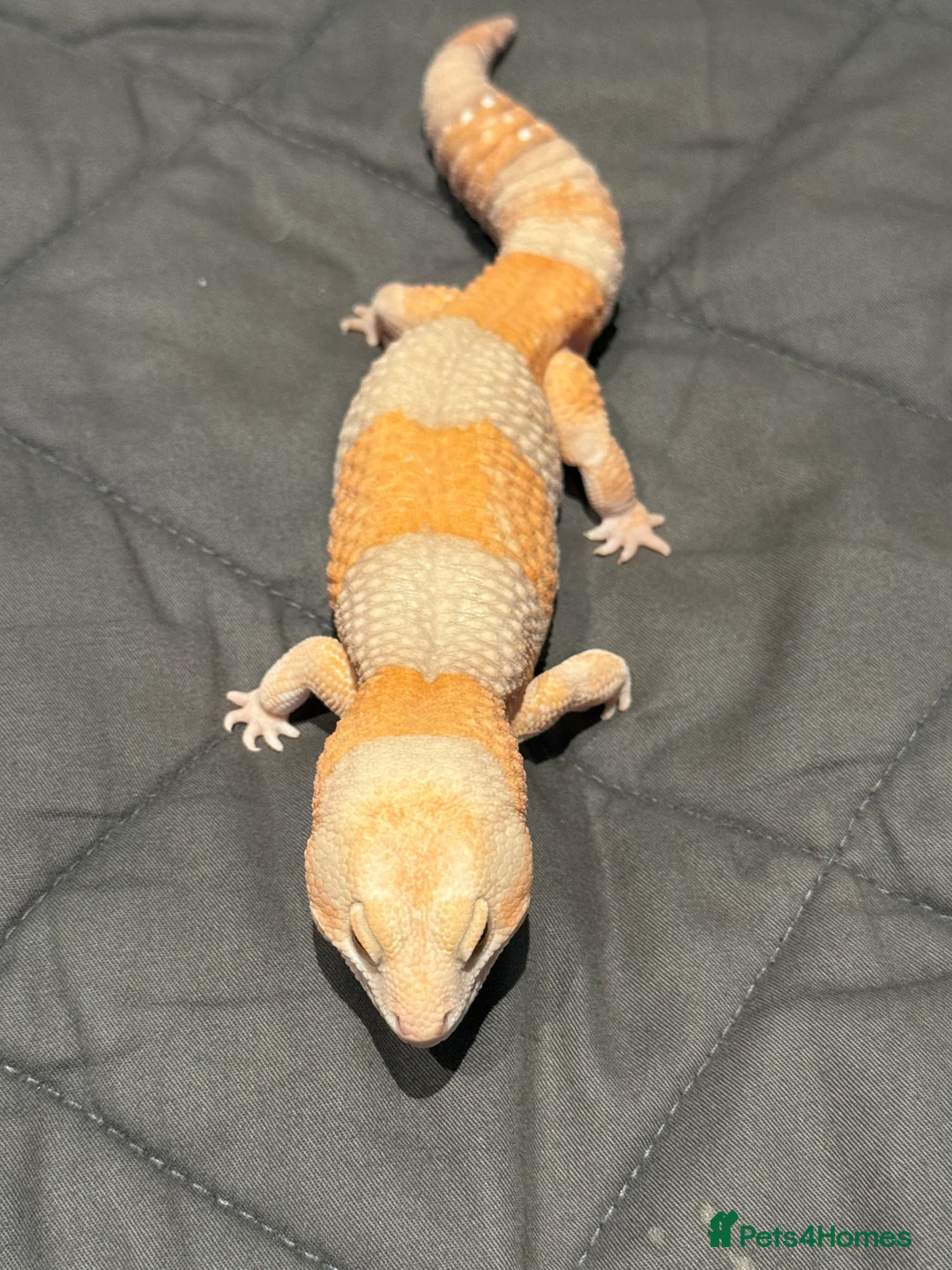 Gecko reptiles for sale: Fat Tailed Gecko - Advert 4
