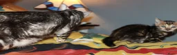 Bengal cats for sale: Four Bengal Kittens for Sale. TICA Pedigree Reg'd - Advert 10