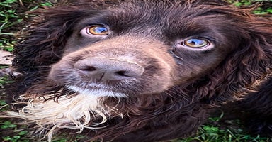 Cocker Spaniel dogs in Pickering - Advert 16