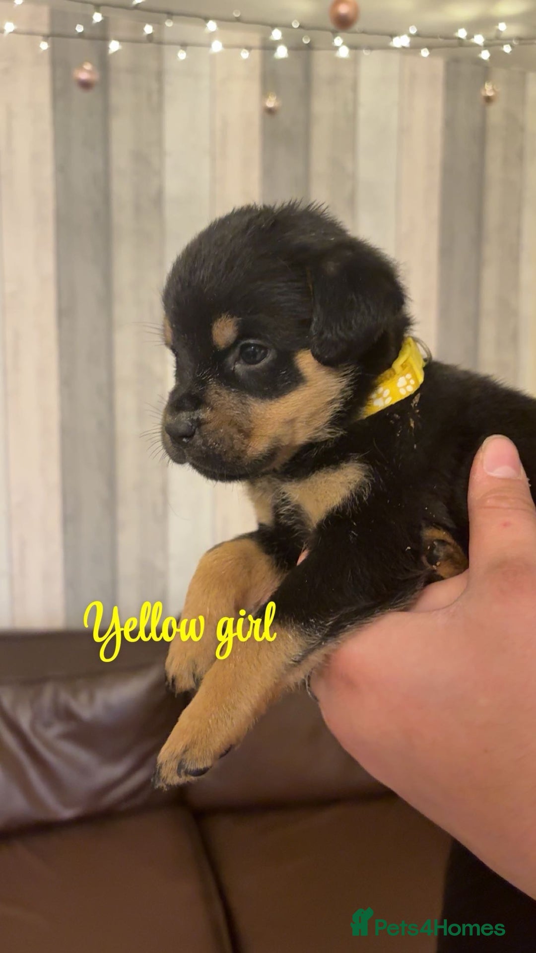 Mixed Breed dogs for sale: Gorgeous bullmastiff x Rottweiler puppies - Advert 4