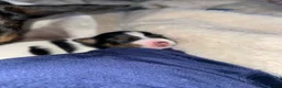 Jack Russell dogs for sale: Stunning Jack Russell puppies - Advert 22